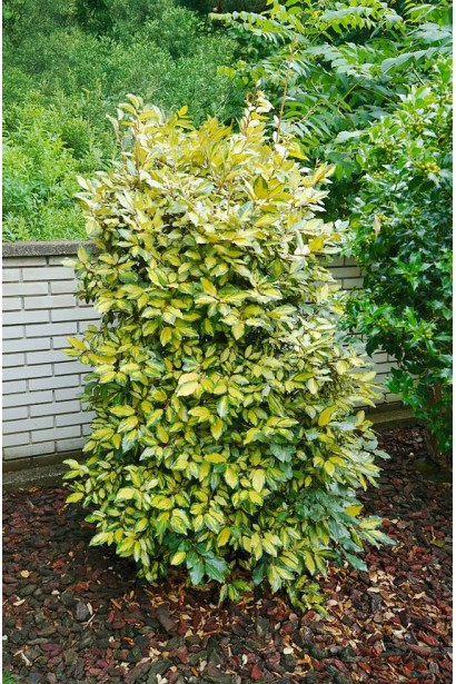 Елеагнус Еббінга Лаймлайт|Elaeagnus ebbingei `Limelight`|Элеагнус Эббинга Лаймлайт 